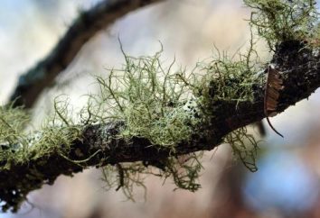 Qual è il significato di licheni nella natura e della vita umana?