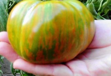 Tomato Malachite Box – pomodoro zelenoplodnyh