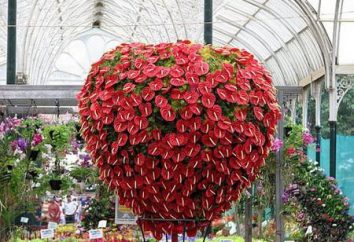 Anthurium – il fiore dell'amore