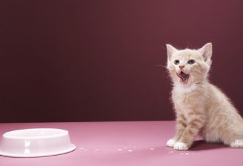 Gatitos: qué alimentar y cómo cuidar