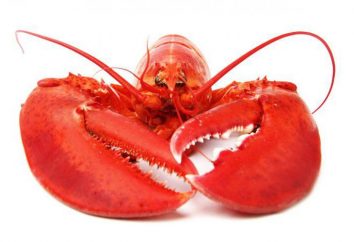 A lagosta é diferente da lagosta: se livrar dos estereótipos