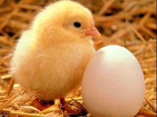 Interpretación de los Sueños: lo que los sueños de huevo de gallina?