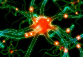 Warum sind Neuritis des Nervus trigeminus da? Symptome und Behandlung von Krankheiten