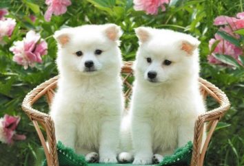 cane di razza Akita Inu – un tesoro nazionale del Giappone