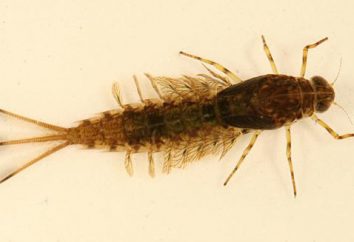 larva Mayfly: parece que, o que comer?