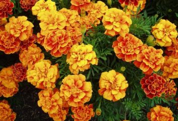 Marigolds stunted – grande materiale per arrangiamenti floreali