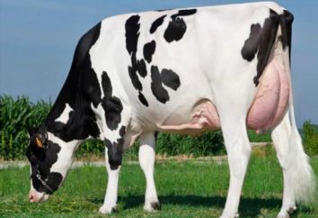 Holstein krowy: Charakterystyczny. bydło mleczne