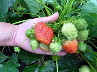 Comment planter la moustache de fraises, pour obtenir une récolte abondante