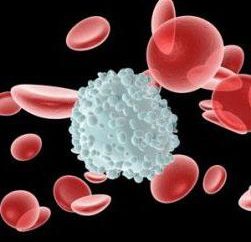 El aumento de linfocitos en la sangre: razones no se ha dilucidado