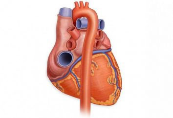 Il ventricolo sinistro del cuore: struttura, funzione, la patologia