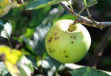 Apple tree: sarna e seu tratamento
