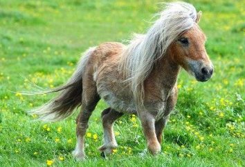 Cavalos pôneis – pequeno, mas resistentes animais