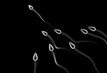 Qual è lo sperma e come funziona?