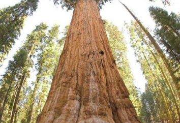 „General Sherman” – największe drzewo na świecie. gigant sekwoja