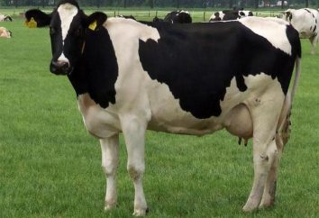Razza mucche holmogorskaja: descrizione, caratteristiche, funzioni di manutenzione e di allevamento