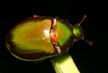 Chafer beetle – latający cud