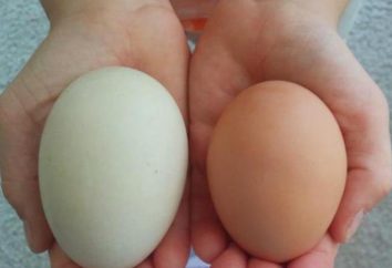 Jak odróżnić surowe jajo na twardo. kilka tajemnic