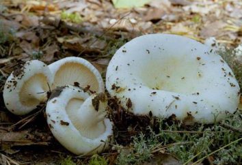 Approvvigionamento di funghi: modi, ricette. Come saltare lo sgombro per l'inverno