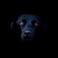 Perché rimuovere il cane nero? interpretazione dei sogni