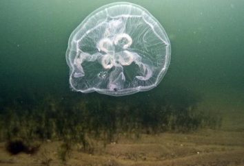 Hydroid (meduse): struttura, riproduzione, fisiologia