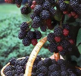 framboesas pretas Cumberland: plantio e cuidado. Black Raspberry Cumberland: Descrição, plantio, cuidados