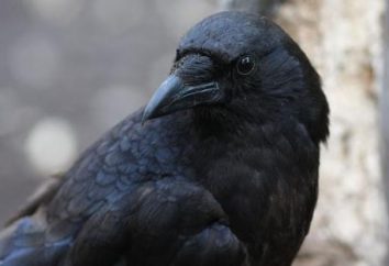 Crows. Quantos anos tem este pássaro vive