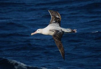 Albatros wędrowny: opis pochodzenia nazwy, styl życia, siedliska