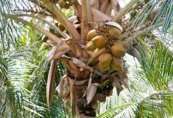 cukier kokosowy: korzyści i szkody