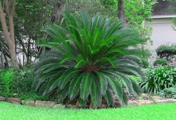 Sago palm, Cycas lub revolyuta: opis, opieka w domu
