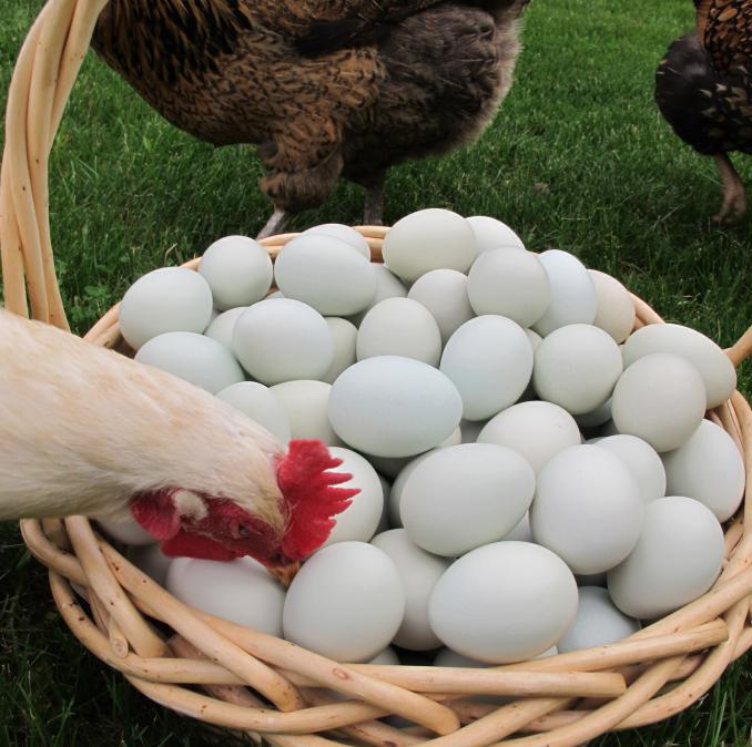 Warum legen Hühner Eier ohne Schale? Was zu Hause Legehennen zu füttern