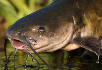 Catfish pianura: caratteristiche e la classificazione