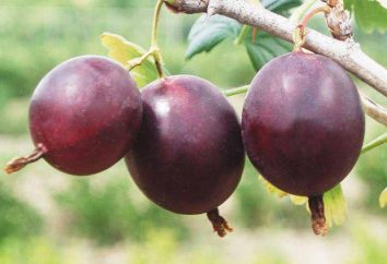Date "gooseberries": una descrizione della varietà, delle caratteristiche della coltivazione, delle revisioni