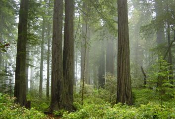Redwood jest parkiem narodowym (Kalifornia, USA)