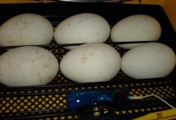 L'incubazione delle uova d'oca in casa: le condizioni e le raccomandazioni