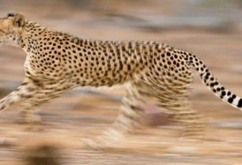 El animal más rápido del mundo – que se