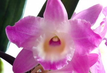 camera Orchidea: come prendersi cura. Dendrobium StarClass a casa