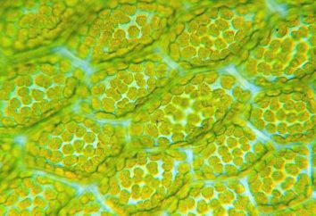 Cloroplasto – un organello cellulare verde