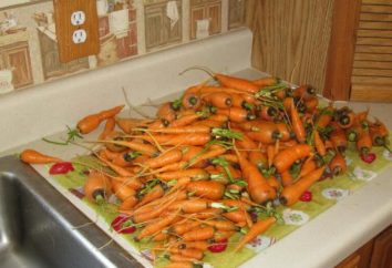 Como salvar as cenouras na adega até a primavera?