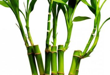 Bamboo: gdzie ona rośnie i według jakiej stawki? Bamboo – trawa czy drzewo?