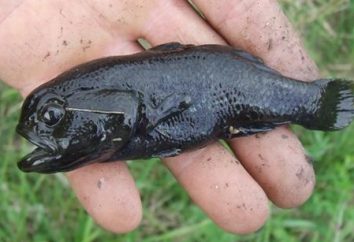 Ciò che è interessante Ratan fish?