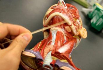 muscle mylohyoïdien: l'anatomie, la fonction et la maladie