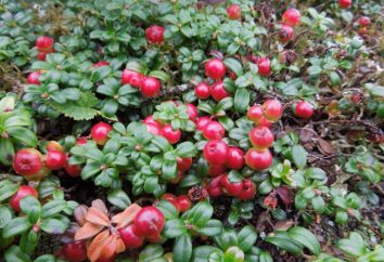 giardino Lingonberry: semina e la cura, la coltivazione