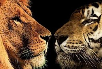 Qui est plus fort – un lion ou un tigre? Le Choc des Titans
