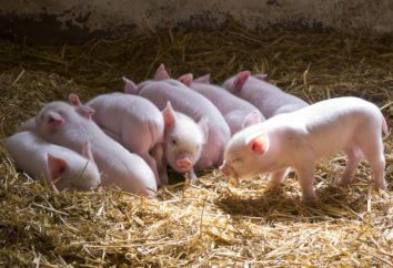 Diarreia nos leitões: causas e tratamento. O que para alimentar porcos