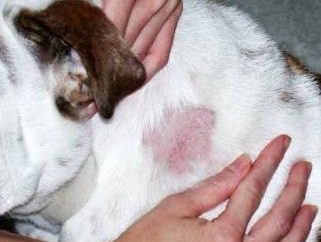 Teigne chez les chiens: symptômes, traitement et dangers