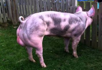 Pietrain – raça de porco: caracterização, descrição, foto