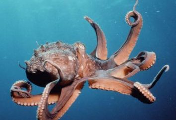 vida marinha. Octopus. Descrição, características. Quantos pés um polvo?