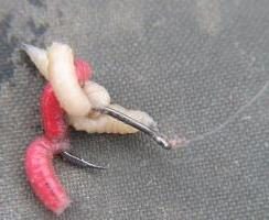 secretos de pesca: la forma de imponer gusanos en el gancho?