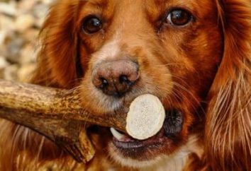 „Deer Horn” dla psów: Opinie lekarzy weterynarii, korzystanie z dodatkami