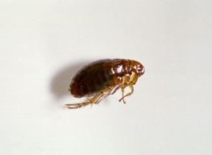 ¿Qué pasa si las pulgas en la casa criado? Cómo obtenerlos?